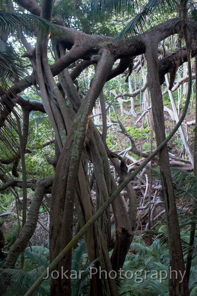 Lord Howe Island_20061214_008.jpg